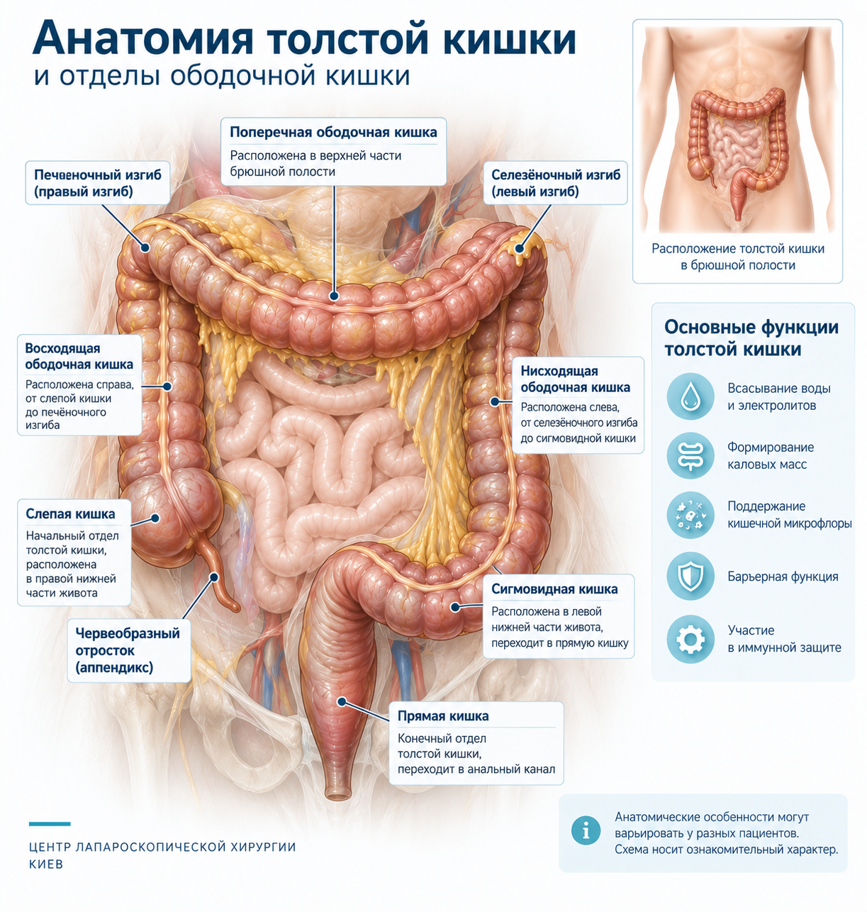 Анатомия толстой кишки и основные отделы толстого кишечника